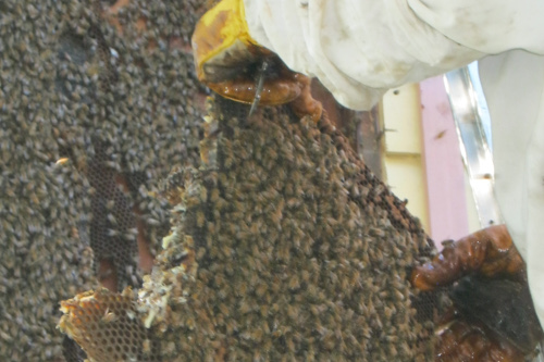 bee hive removed