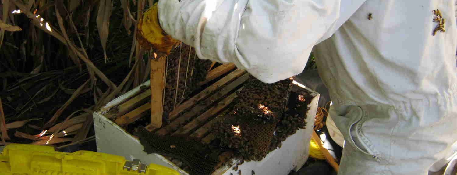 live bee removal in brisbane city